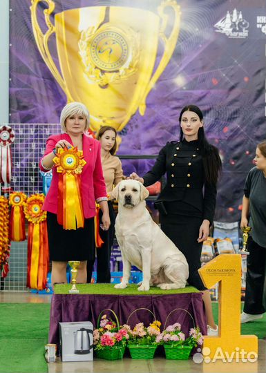 Услуги хендлера, выставочная подготовка