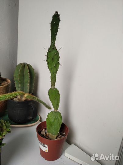 Кактусы и суккуленты