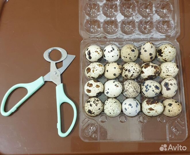 Ножницы для перепелиных яиц