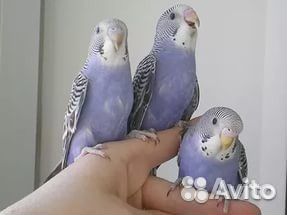 Волнистые попугаи домашнего разведения