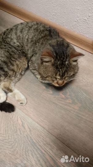 Котики бесплатно