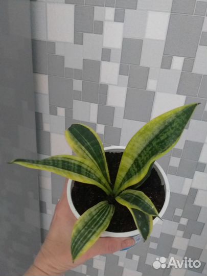 Сансевиерия