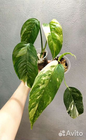 Сциндапсус дарк,мунлайт.Эпипремнум пиннатум вайт