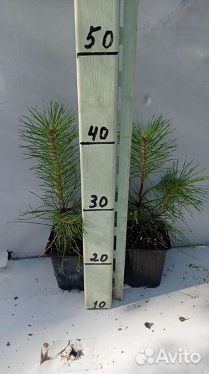 Сосна обыкновенная саженцы