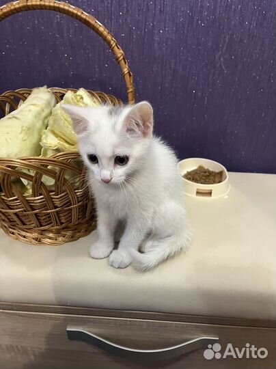 Котенок мальчик Бесплатно
