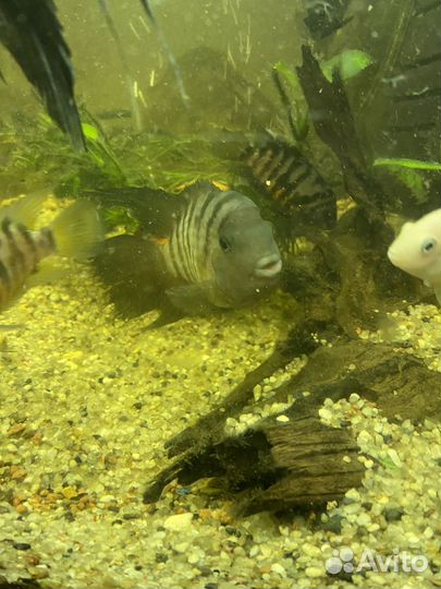 Полосатая цихлазома и скаряри пятнистые