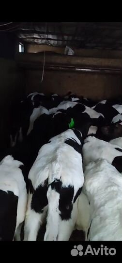 Телята бычки