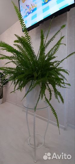 Папоротники нефролеписы сортовые 2 часть