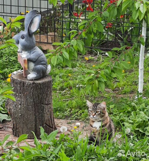 Сибирские котята