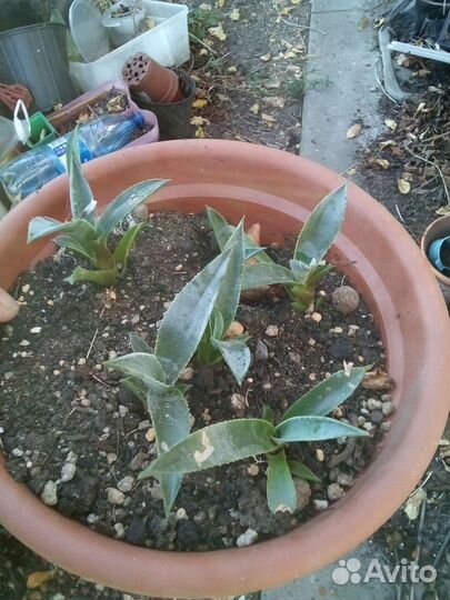 Агава голубая