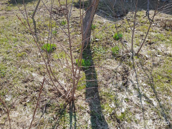 Вишня шоколадница