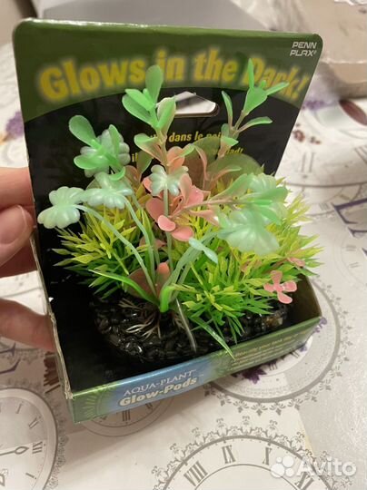 Растение в аквариум новый