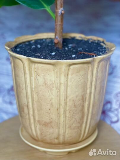 Фикус крупнолистный