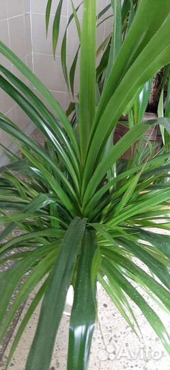 Пальма панданус