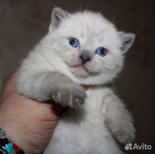 Красавчики