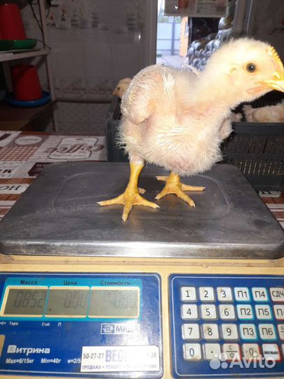 Броилер Кооб 500 Словения, Испания вывод 10-11.08