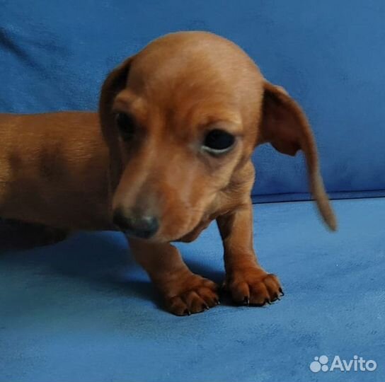 Супер мини Кроличья такса