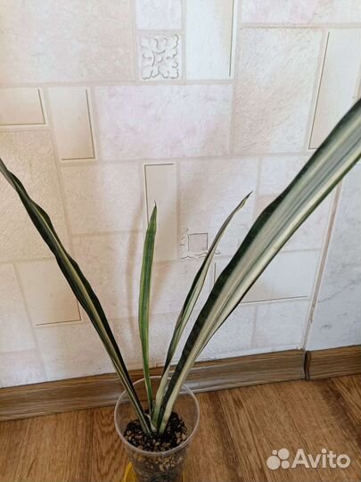 Сансевиерия Bantel's Sensation