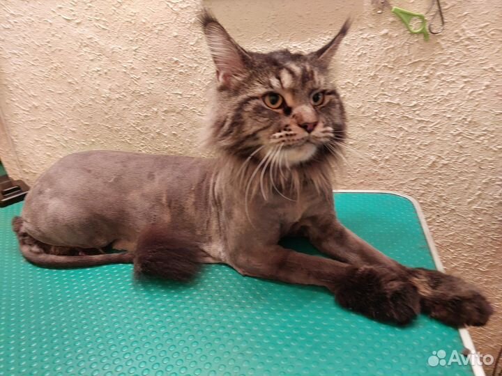 Груминг, стрижка, вычесывание,кошек/собак