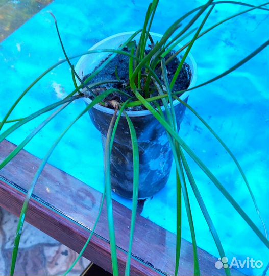 Зефирантес выскочка