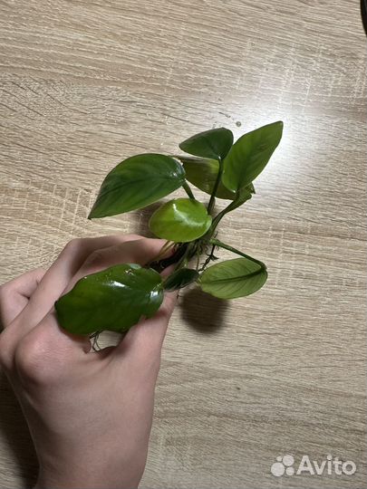 Аквариумные растения