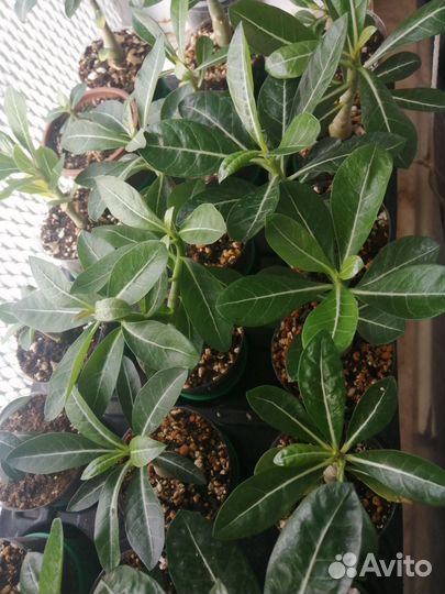 Сеянцы адениума