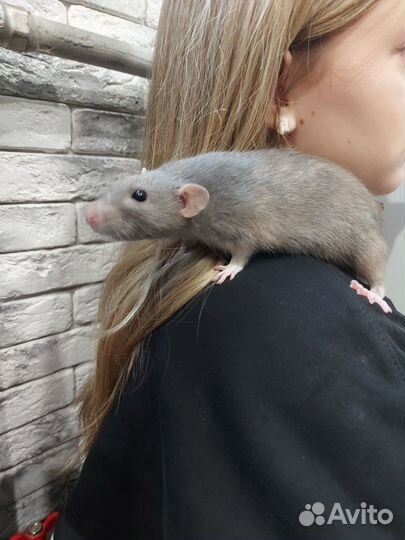 Крысы Дамбо девочки