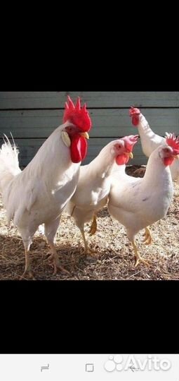 Куры и Петухи Ломан браун