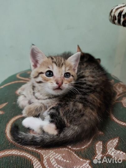 Котята 1,5 месяца