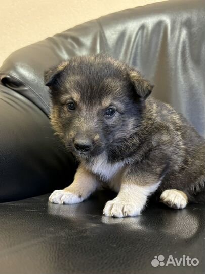 Щенки в добрые руки