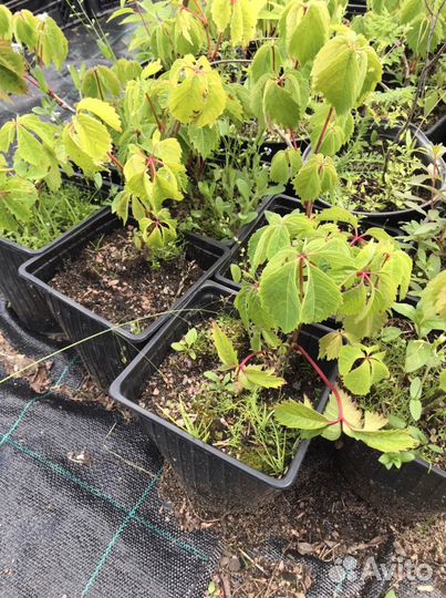 Саженцы девичий виноград