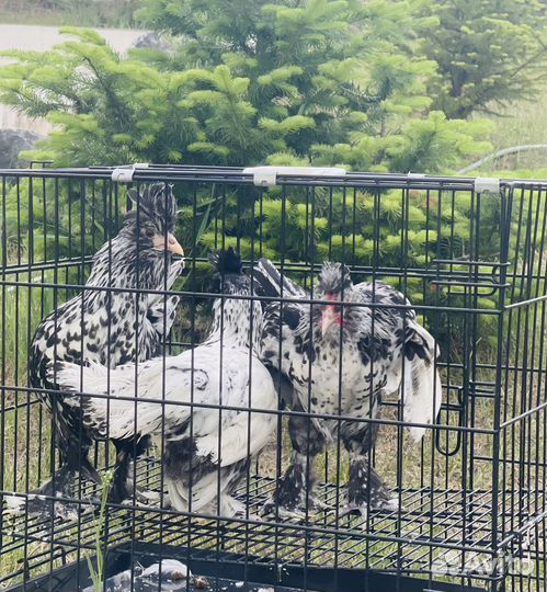 Павловские куры