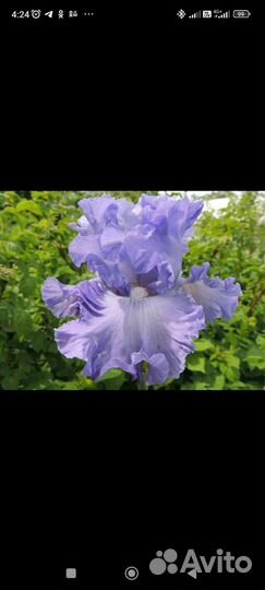 Цветы ирисы