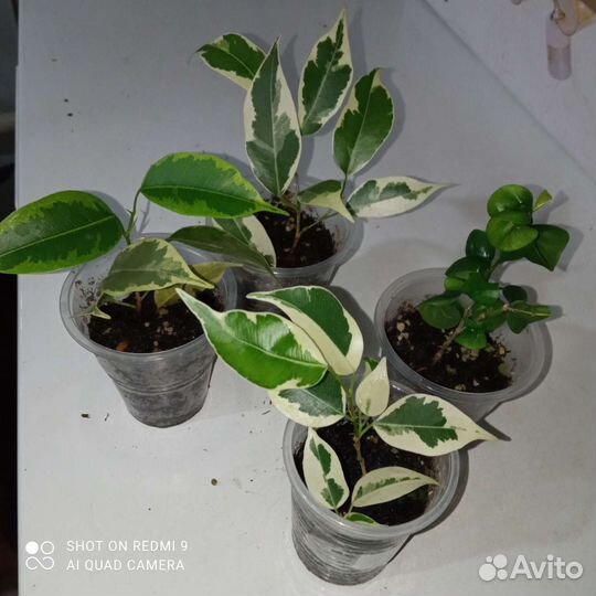 Фикусы разные