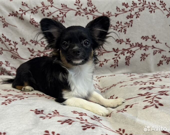 Щенки чихуахуа