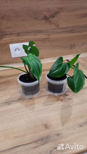 Дримиопсис