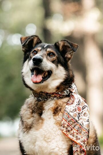 Собака ищет семью