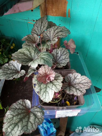 Астильбы,пион, много разных цветов