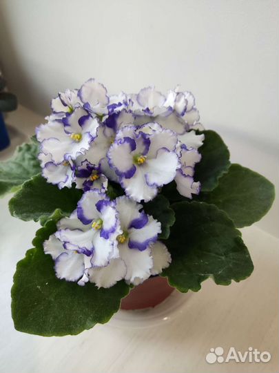 Фиалка листик