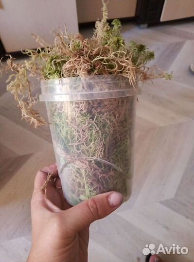 Мох сфагнум, ягель живой