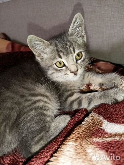 Котенок в дар бесплатно