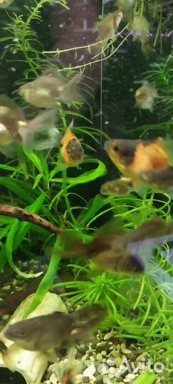 Хелены.Креветки.Золотые рыбки