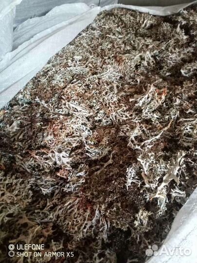 Исландский мох