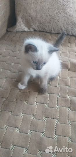 Отдам котенка в добрые руки