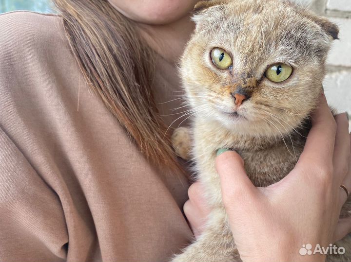 Кошка вислоухая