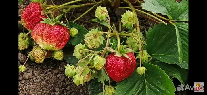 Рассада клубники