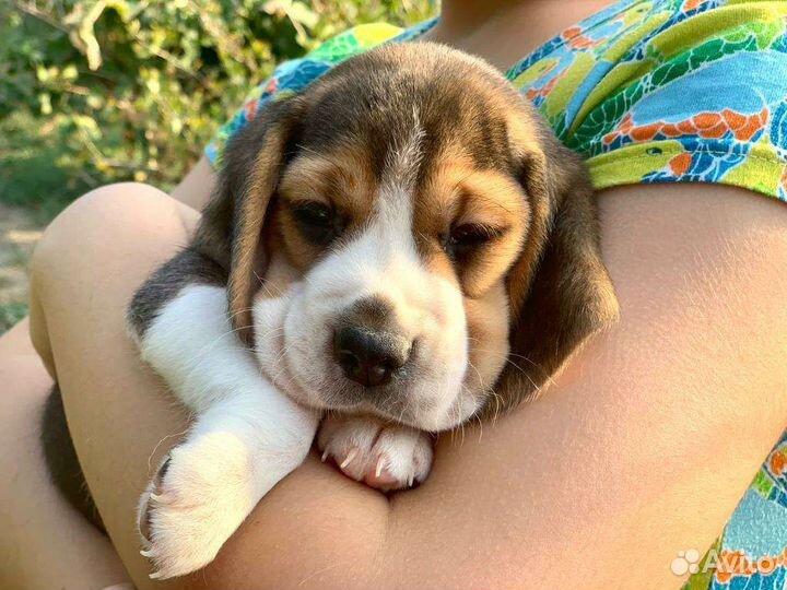 Щенки бигль