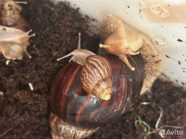 Ахатины улитки дети