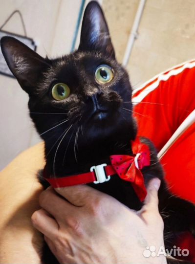 Шилопоп Славик ищет вторую половинку