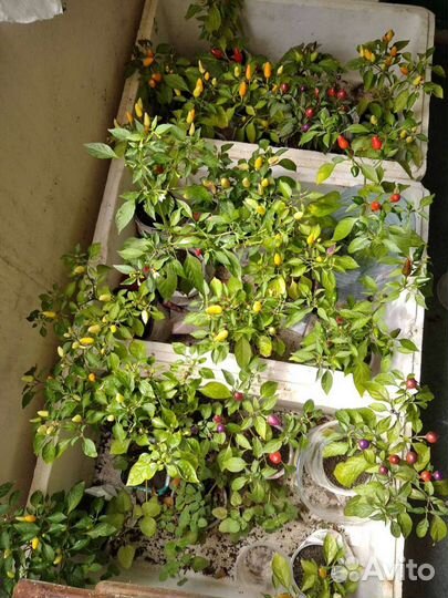 Рассада острого перца